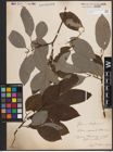 Foto von Salix caprea L. x Salix silesiaca Willd.